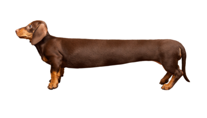 Extra long dachshund, manipulated image of a very Long Dachshund, studio shot. isolate on transparent background