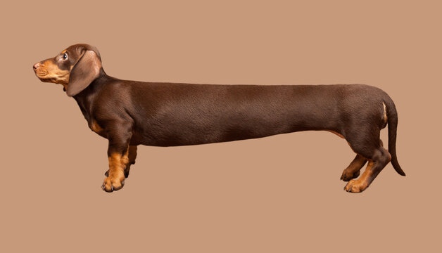Extra long dachshund, manipulated image of a very Long Dachshund, studio shot.