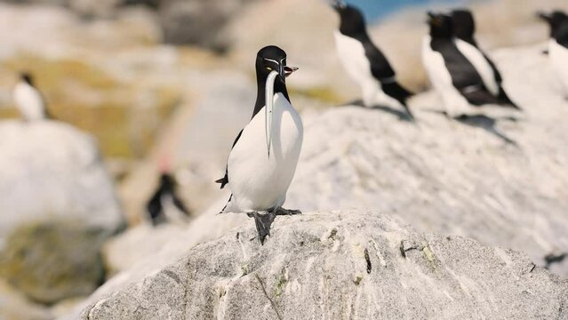 Razorbill on Machias Seal Island off the Coast of Maine