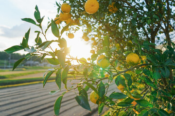 田舎 風景 © maroke