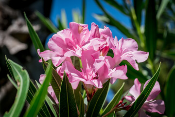 Sweet oleander, Rose bay flower with leave. (Nerium oleander L.)