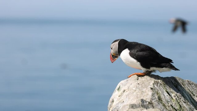 Atlantic Puffins on Machias Seal Island off the Coast of Maine