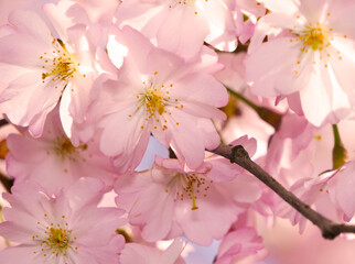 pink cherry blossom