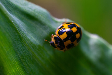Propylea quatuordecimpunctata. Fourteen-spot Ladybug. Ladybugs feed on aphids, mites, and scale insects.