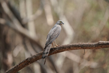 Crested Goshawk bird on branch.