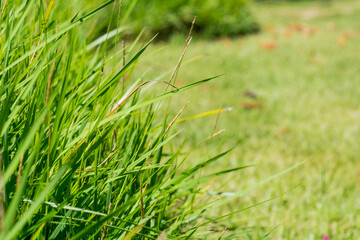 the Mediterranean type of grass creates a beautiful thick cover