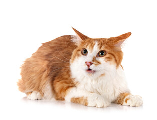 Kurilian Bobtail in studio