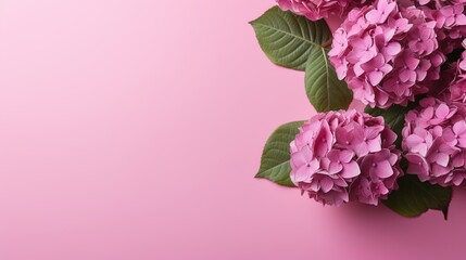 Hydrangea bouquet isolated on background. Pink flowers hortensia, blooming in spring and summer. Copy space. Generative Ai.