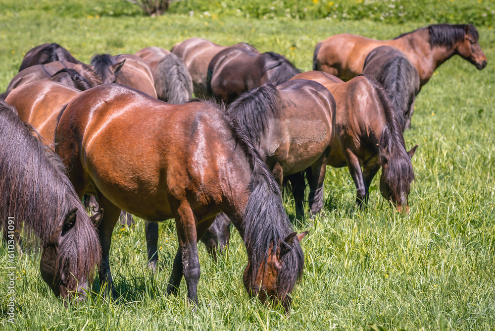 Wall mural Hucul horses near Wolosate village in Bieszczady Mountains in Poland