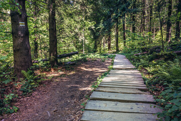 Trail from Wetlina village to Wetlina High Mountain Pasture in Bieszczady Mountains, Poland