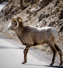 Mountain Goat 