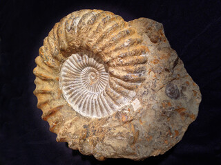 Fossil of shell fish.