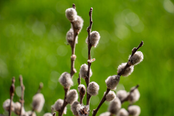 catkin bouquet macro photo with blurred background