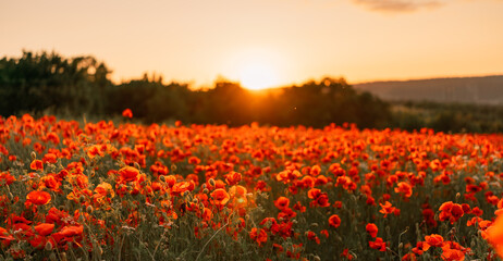 Plakat Field poppies sunset light. Red poppies flowers bloom in meadow. Concept nature, environment, ecosystem.