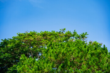 Fototapeta na wymiar Green trees and a cloudy blue sky background