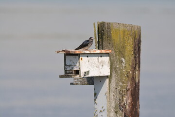 Purple Martin perched on top of a nest box