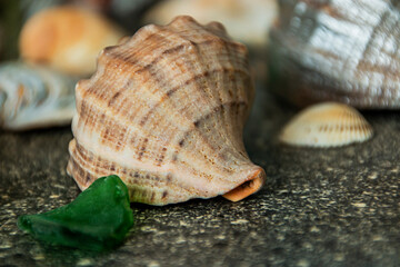 Large sea yellow shell close-up on the table	
