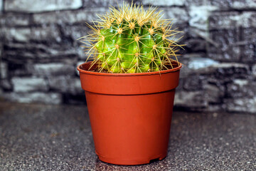 A green cactus with yellow sharp needles stands in a flowerpot on a gray background	
