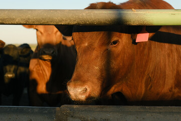 Cows at feedlot closeup behind fence, beef in agriculture industry concept.