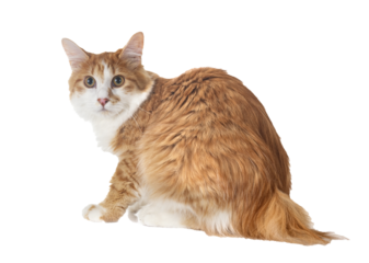 Kurilian Bobtail in studio