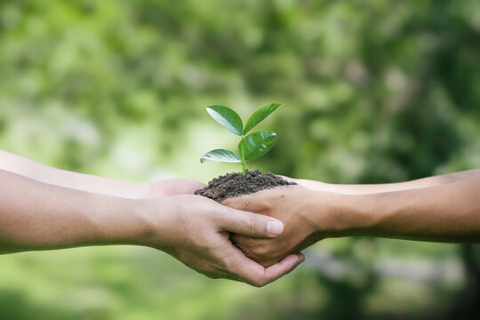 A group of volunteers holds a small tree in their hands to plant trees for the forest on world environment day for a sustainable environment. global care and save the earth.