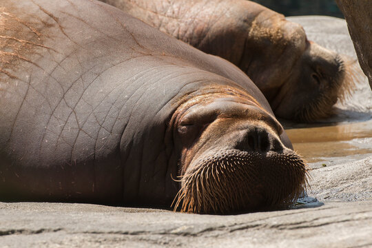 Walross, S&auml;ugetier, Wassertier