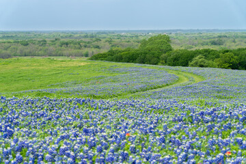 Texas bluebonnets blooming with small pathway through meadow
 - Powered by Adobe