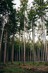 Flowering forest in summer