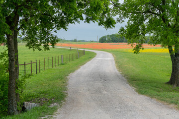 Rural Texas road leading to blooming Texas bluebonnets and Indian Paintbrush wildflowers