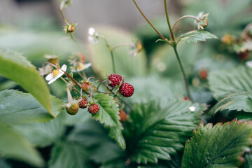 wild strawberries in the garden