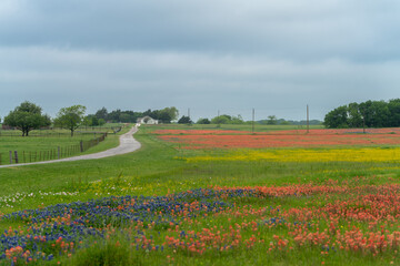 Rural Texas road leading to blooming Texas bluebonnets and Indian Paintbrush wildflowers
