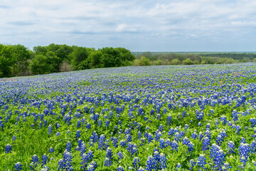 Field full of Texas bluebonnet wildflowers during spring time. 
