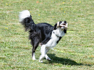 training of border collie for retrieving an object