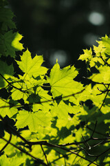 yellow maple leaves