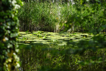 pond with water lilies in the forest of Taubergiessen in south west Germany. Rhine river nature reserve