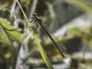 Large red damselfly resting on leaf
