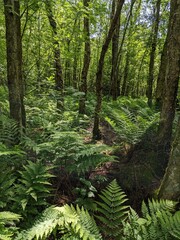 Fototapeta premium Deep woodland undergrowth in UK nature reserve