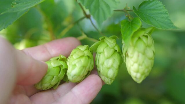 Hops cones in hands in 4K slow motion 60fps