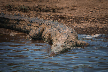 Corcovado National Park, Costa Rica - March, 2023: Landscapes and wildlife in Costa Rica. A closeup photo on a crocodile.