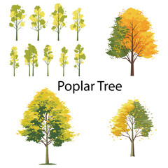 A set of flat poplar tree vector illustration