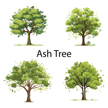 A set of flat ash tree vector illustration