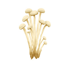 enokitake mushroom hand drawn illustration