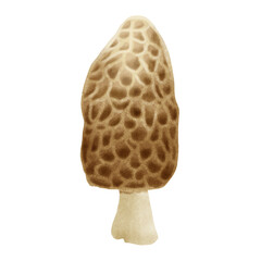 morel mushroom hand drawn illustration