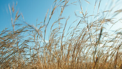 Obraz premium Spelt plants blown by the wind under a blue sky