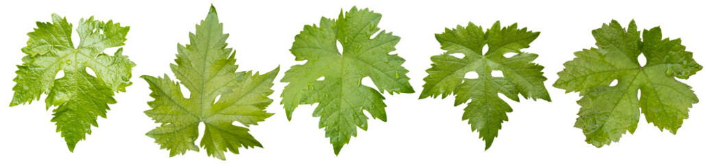 Collection of vine leaves with rain drops isolated on transparent background