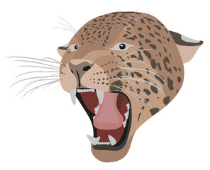 Roaring jaguar illustration. Realistic vector.