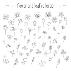 Flower and leaf drawing collection