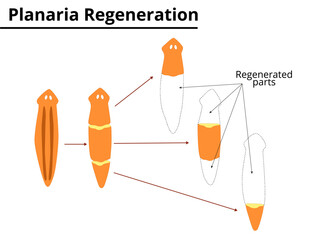 Planaria regeneration. Reproduction. Scientific Illustration.