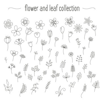 Flower and leaf drawing collection