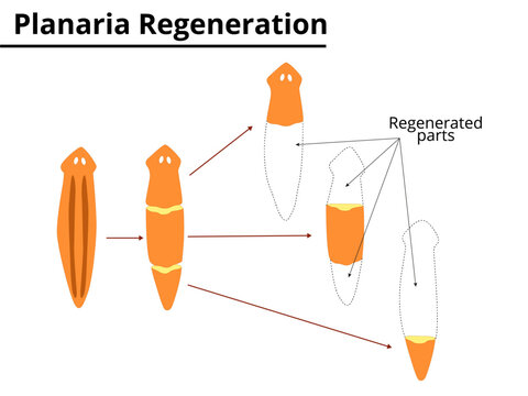 Planaria regeneration. Reproduction. Scientific Illustration.